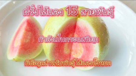 ฝรั่งไส้แดง 15 สายพันธุ์กำลังได้รับความนิยม