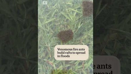 Even in floods these fire ants keep marching on | ABC News