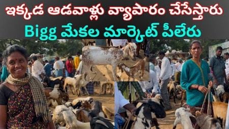 పీలేరు Bigg మేకల మార్కెట్ ||🐐🐐|| #goat #sheep #marketing