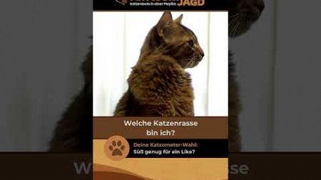 Katzenrasse erraten: Welche Katze hat ein wildes, rotes Fell? #katzen #haustiere #tierliebhaber