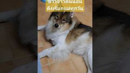 #dog #cute #ฝากติดตามช่องด้วยนะค่ะ💛👍🏼 เดือน family