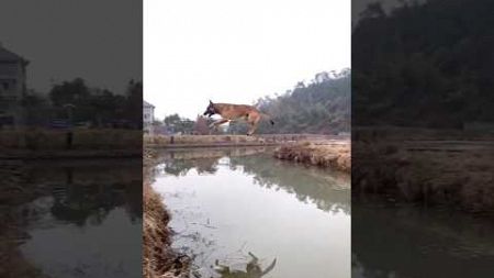 会飞的马犬 #宠物 #shortvideo#Belgian Malinois