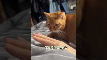 小猫咪只是不会说爱，它什么都懂。它会在你难受的时候一直陪在你身边，它知道它的存在就能治愈你。 #我的猫有多爱我