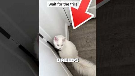 like if you want one 🥺 #funny #cute #pets #funnyvideo