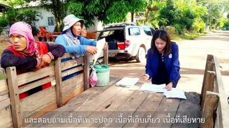 สศท.3 สำรวจข้อมูลปริมาณการผลิตและผลผลิตต่อไร่โดยวิธีตั้งแปลงเก็บเกี่ยวข้าวนาปี ปีเพาะปลูก 2567/68