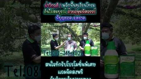 พลิกฟื้นทุเรียนโทรม ดินเสีย ต้นทุเรียนกลับมาออกผลผลิตสมบูรณ์ได้เมื่อใช้คู่หูมหัศจรรย์