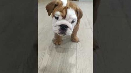 Английский бульдог девочка. Продажа. Доставка по России/Европа #бульдог #bulldog #английскийбульдог