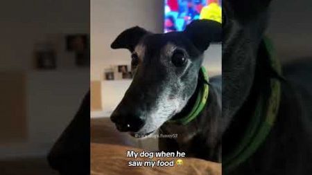 Funny dog videos 🐶 #dog #funny #dogs #pets #cutedog #cute #funnymemes #animals #funnyvideo