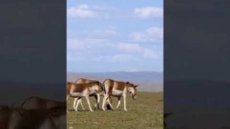 Tibetan wild donkeys, aka Equus kiang