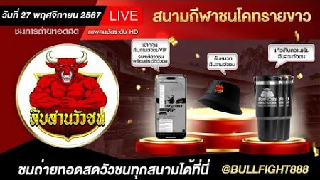 #ถ่ายทอดสดวัวชน สนามกีฬาชนโคทรายขาว วันที่ 27 พ.ย. 67 #วัวชนวันนี้ #ใลฟ์สดวัวชน