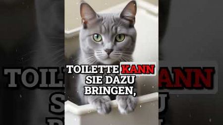 5 Tipps, wie deine Katze weniger markiert – für ein Zuhause ohne Duftmarken-Wettbewerb! 🐾🚫 #cat