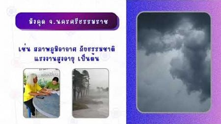 สศท.8 ศึกษาการผลิต การตลาด และแนวทางการพัฒนาศักยภาพมังคุด จ.นครศรีธรรมราช