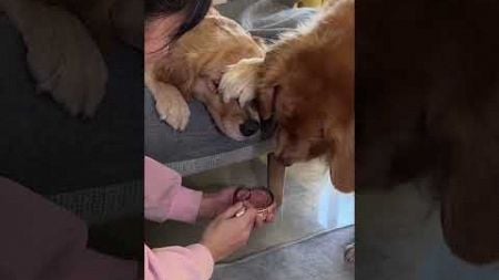 The Cute Goldendog has become Smart #goldenretriever #funny #puppy #cute #dog #animals