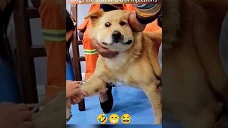 Funny reaction to dog shot😂😁 #funny #dog #animalshorts #pets #petfail #dogslife #doggie #cat #shorts