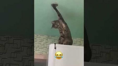 #funny #cats #funnyshorts #pets #cat #animals #funnyvideo #funnyanimals