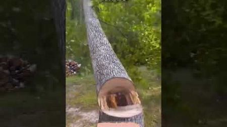 Tree Transplantation Technology🌳😍#youtubeshorts #facts #shortsfeed #shorts #tree #woodworking