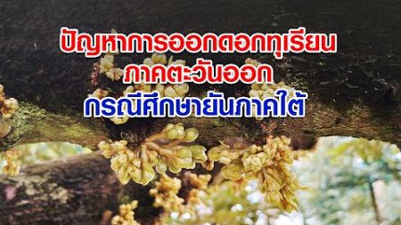 ปัญหาการออกดอกทุเรียนภาคตะวันออก กรณีศึกษายันภาคใต้