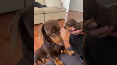 Dachshund Dad Meets His Puppy For First Time