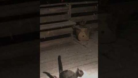 Adorable Cat Tries to Catch Snowflakes