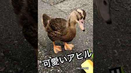 可愛いアヒル #dog #pets #puppy #cute #funny #抖音音乐 #歌曲推荐 #apt #mypetdn #アヒル #duck #animals