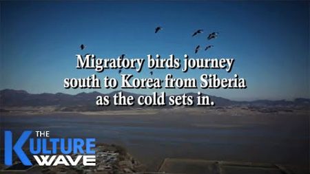 [Short-form] Return of migratory birds: A timeless voyage bridging Korea and nature