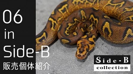 06 in Side-B 販売個体紹介 【ボールパイソン】