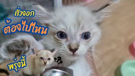 พรุ่งนี้ | ถั่วงอกไปไหน? #แม่เกียงเลี้ยงแมวจร #cat #แมว