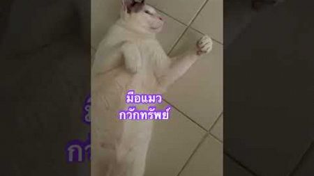 #สัตว์เลี้ยง #cat #แมว #แมวกวัก #รวย #เรียกทรัพย์ #เรียกโชคลาภ #เงินล้าน