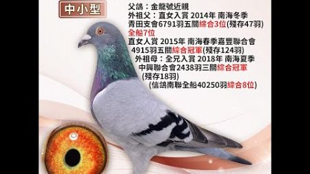 【翔優鴿舍--拍賣鴿16】2024-801460 灰♂｜（全船總冠軍外孫）｜外祖母：全兄：入賞2018年南海夏季中興聯合會2438羽三關綜合冠軍（殘存18羽） （信鴿南聯全船40250羽綜合8位）