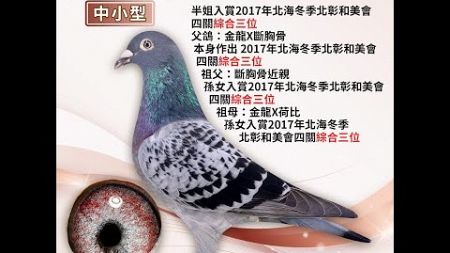 【翔優鴿舍--拍賣鴿29】2022-753781 斑♀｜半姐：入賞2017年北海冬季北彰和美會四關綜合三位，父鴿：（金龍*斷胸骨）本身作出 2017年北海冬季北彰和美會四關綜合三位