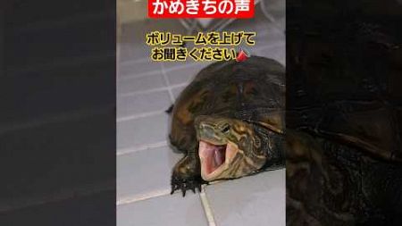 かめきちの鳴き声よ届け！#short#亀#ペット#可愛い#バズる#ウンキュウ#流行る#人気#turtle #声#癒し#鳴き声#面白い#爆笑