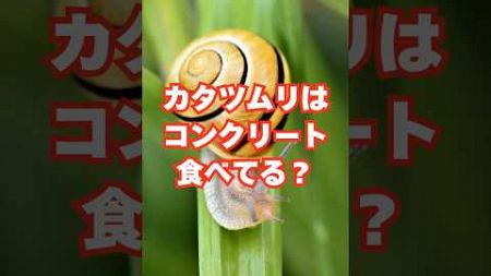 カタツムリはコンクリート食べてる？#雑学 #動物 #ペット #豆知識 #面白い