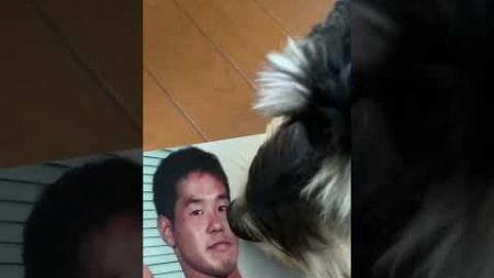 野獣先輩vs実家のペット　#shorts #犬