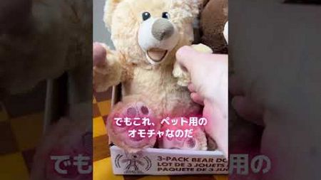 【コストコ】ペットがいなくても欲しくなる超かわクマちゃん