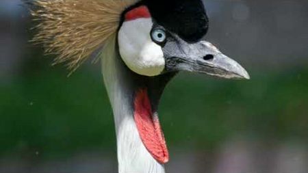 The majesty of sarus crane:unique among wild birds#mental wellbeing