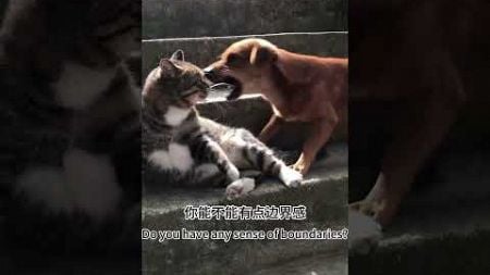 1好久不见十分想念 #animals #funny#宠物 #配音 #搞笑