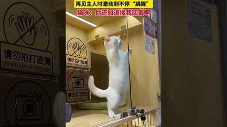 主人将猫咪寄养在宠物店，再见主人时激动到不停“跳舞”，猫咪：你还知道接我回家啊 #猫咪#萌宠