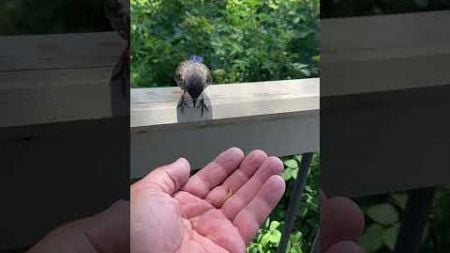 FEEDING MY PET BLUEBIRD BY HAND