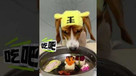 我的手艺越来越好了#pets #funny #letmetellyouwhathappen #food #dog eating #beaglepuppy