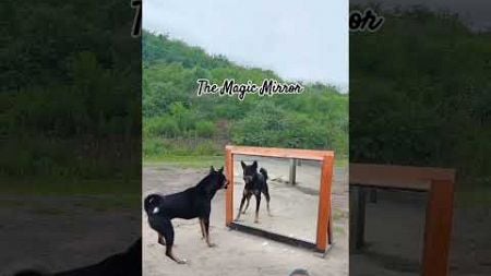 The Dog&#39;s Illusion #Pets#animals#dog