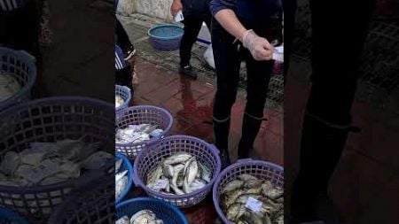 今天魚價是否太硬 龍鳳漁港 拍賣 轉零售 Seafood auction #freshseafood #fishport 1 MP4 0 11 25 2024 Nov 1732536309 009