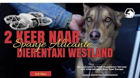 2 x naar Spanje Alicante voor een Internationale huisdieren verhuizing - Dierentaxi Westland