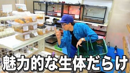 昆虫ショップ常連者たちが販売している生体が良すぎて店閉まった