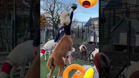 Dit is Michael. Mijn bodyguard! 🤣 #dieren #alpaca #huisdieren #dierenliefde #jump #bodyguard #shorts