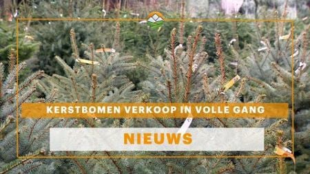 Kerstbomen verkoop in volle gang