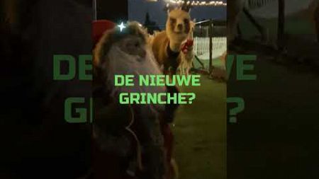 Is this the new grinche? 🤢#Kerstmis #dieren #dierenliefde #huisdieren #alpaca #short #grinche #fyp