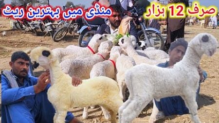 Relaties Video New Update Nari Form mundra mandi Malik imran goat farm