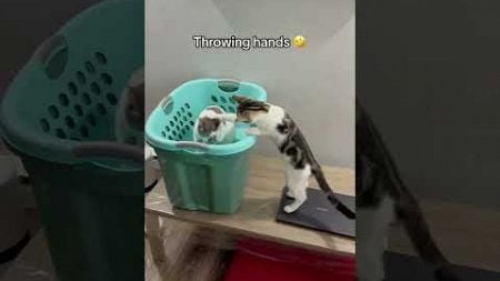 #funny #pets #ytcat #petcat #cat