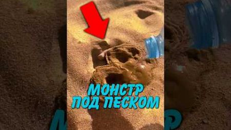 Что-то Прячется В Песке 😱🤣 #история #животные #новости #природа #shorts