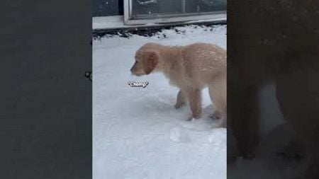 Adorable Golden Retriever Puppy Plays With Snowflakes! 🤣❄️